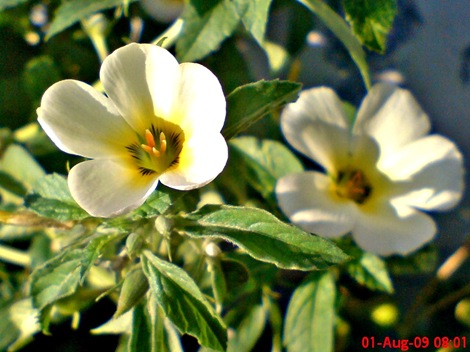 white alder Turnera subulata bunga pukul delapan  04