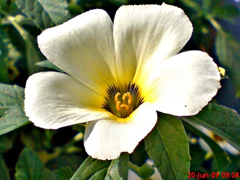 white alder Turnera subulata bunga pukul delapan  07