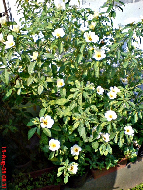 white alder Turnera subulata bunga pukul delapan 01