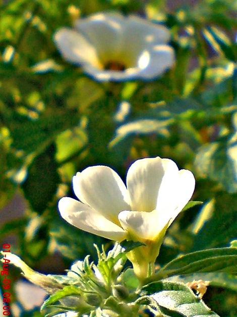 white alder Turnera subulata bunga pukul delapan  03