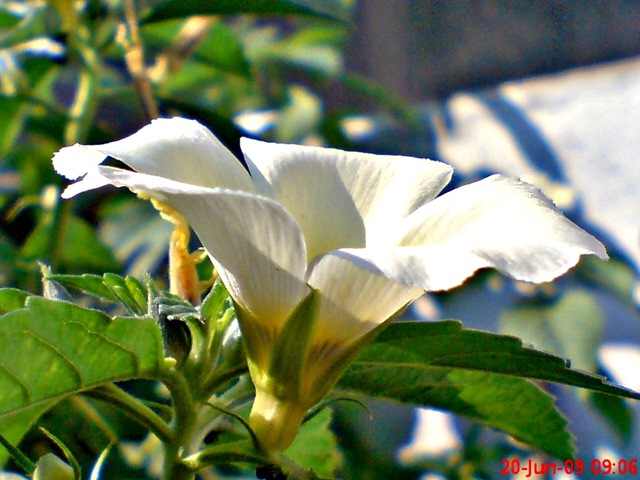 [white alder Turnera subulata bunga pukul delapan 09[4].jpg]