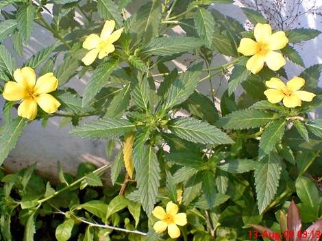 yellow Turnera ulmifolia 07