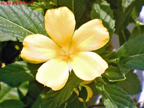 yellow Turnera ulmifolia 01