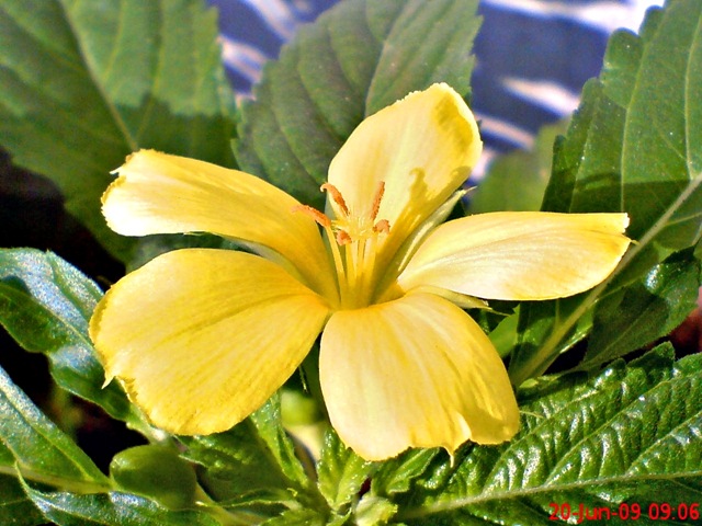 [yellowTurneraulmifolia021.jpg]