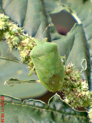Nezara viridula_green vegetable bug_kepik hijau 14