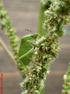 Nezara viridula_green vegetable bug_kepik hijau 06