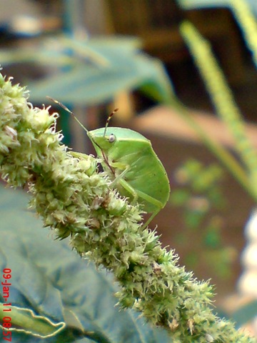 [Nezara viridula_green vegetable bug_kepik hijau 11[2].jpg]