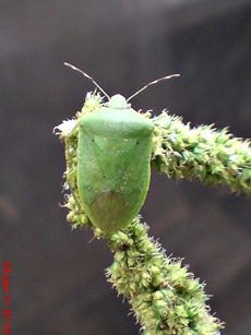 Nezara viridula_green vegetable bug_kepik hijau 03