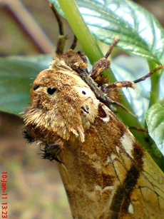 moth Dudusa vethi ngengat 11