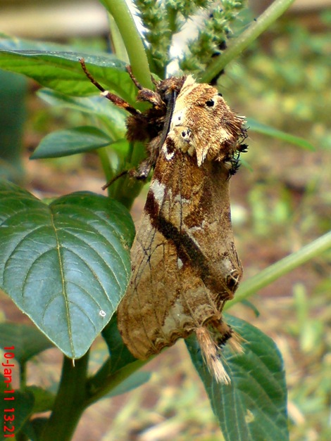 moth Dudusa vethi ngengat 05