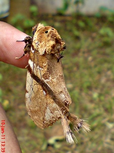 ngengat moth Dudusa vethi 04