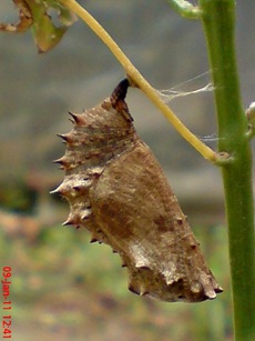 Common Eggfly Butterfly - Hypolimnas bolina - pupa 6