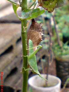 Common Eggfly Butterfly - Hypolimnas bolina - pupa 8