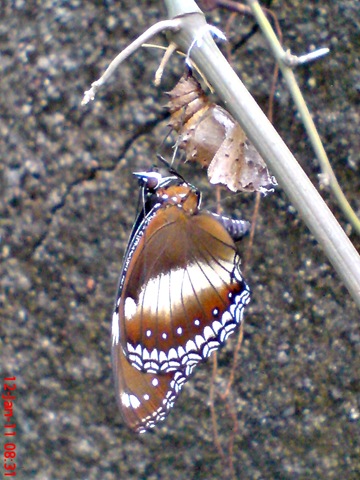 [Common Eggfly Butterfly - Hypolimnas bolina - female 3[3].jpg]