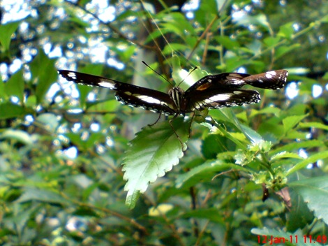 Common Eggfly Butterfly - Hypolimnas bolina - male 3