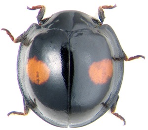 Ladybird Chilocorus renipustulatus Scriba (Coccinellidae)