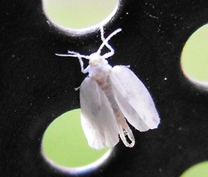 large whitefly - Aleurodicus dugesii