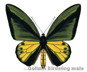 Ornithoptera Goliath Supremus Male