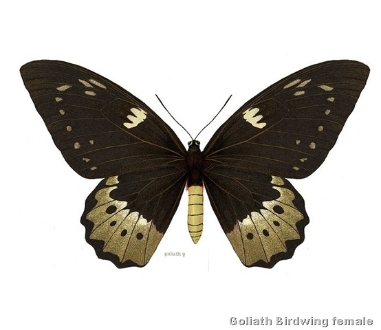 [Ornithoptera Goliath Female[10].jpg]