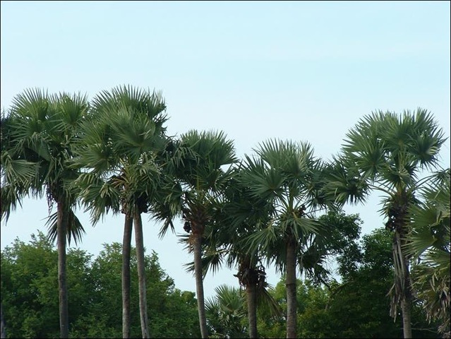 [palmyrah_palm_trees[2].jpg]