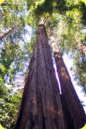 Redwoods(5)