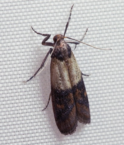 [Indianmeal_moth_2009[3].jpg]