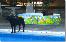 dog's pool
