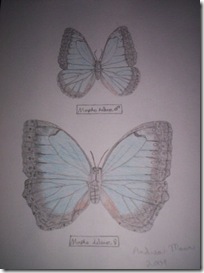 Andrea's butterflies