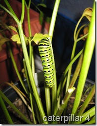 caterpillar 4