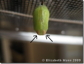 Chrysalis with arrows pointing to eyes