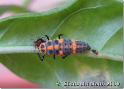 ladybug larvae for blog