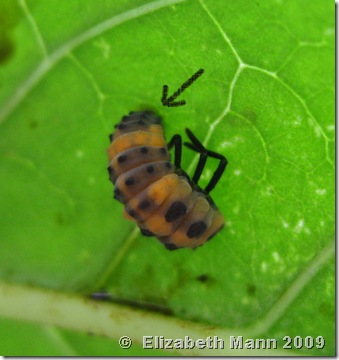 Ladybug preparing to make pupa for blog