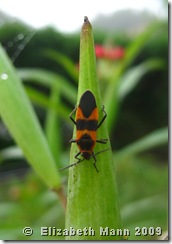 milkweed bug for blog