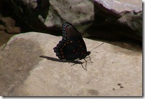 red spotted purple