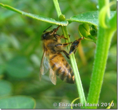 bee using proboscis to collect dew