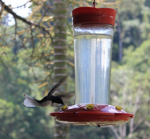 [hummingbirdsipping3.jpg]