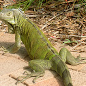 Green Iguana