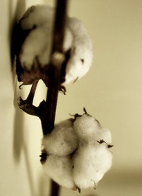 Cotton_plant_by_mtfarda
