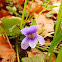 Early-dog violet