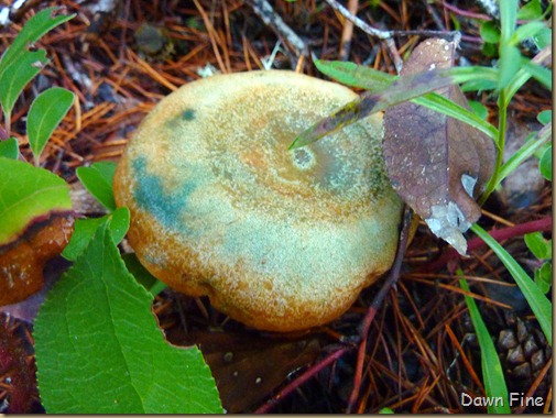 mushroom foray_028