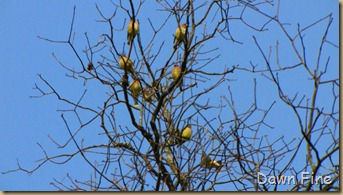 Birds Cedar waxwing_007