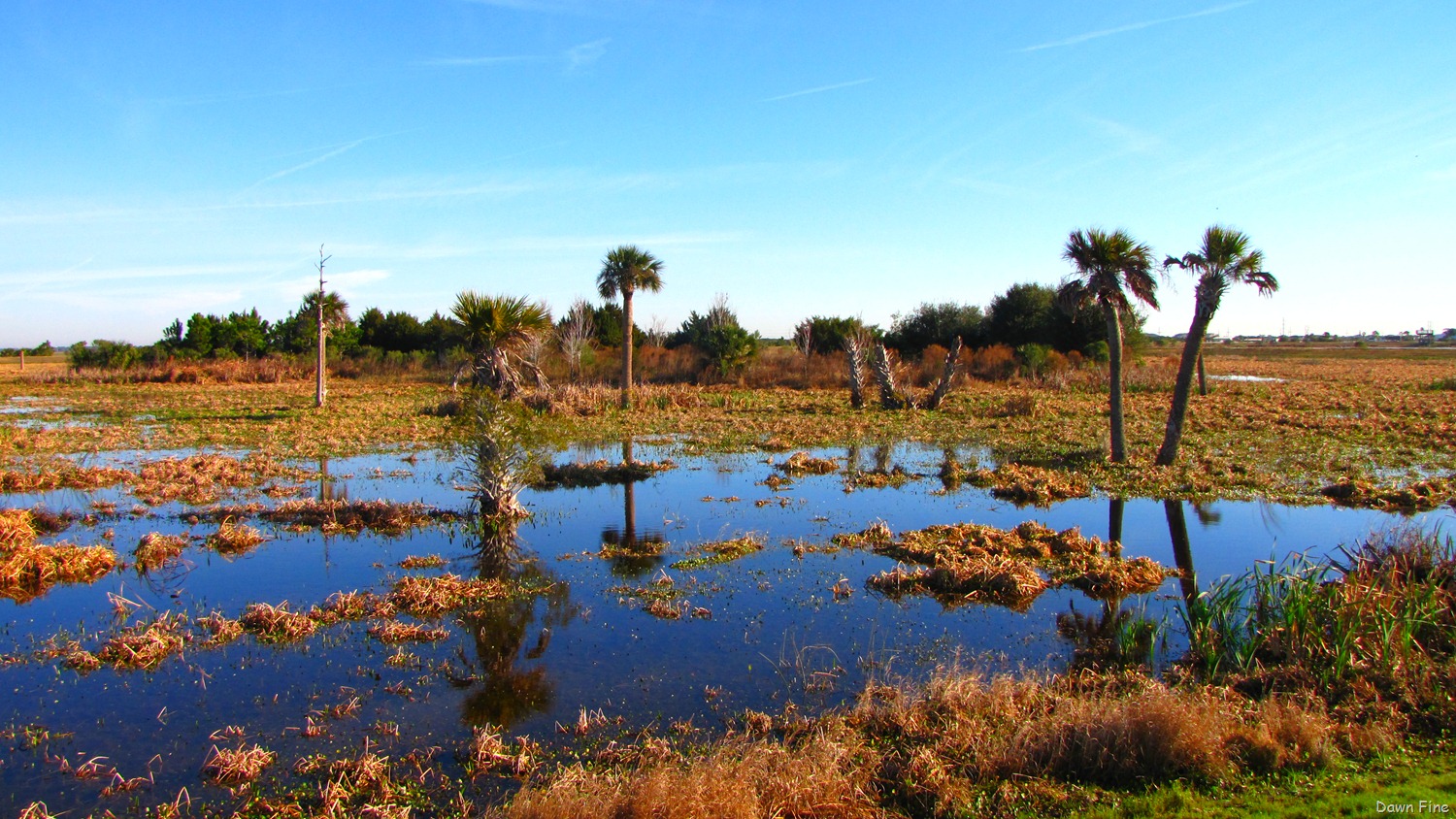 [Viera-wetlands_0604.jpg]