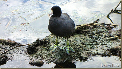 Coot (2)