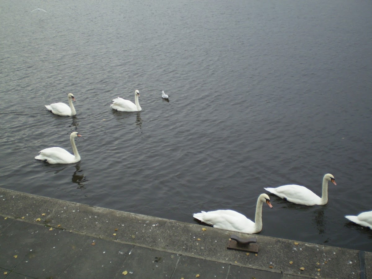 Mute swan