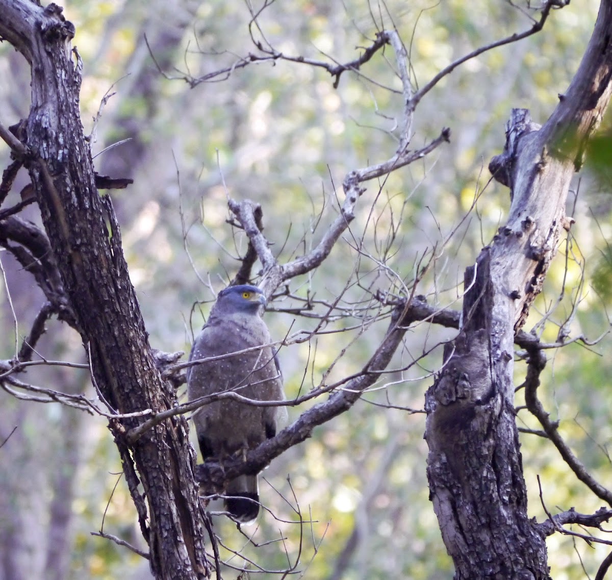 Crested Serpent Eagle