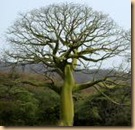 dry  tree (1)