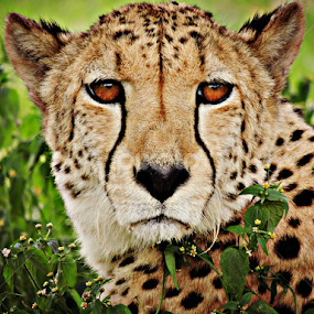 Red Eyed Cheetah by Jackson Visser - Animals Lions, Tigers & Big Cats