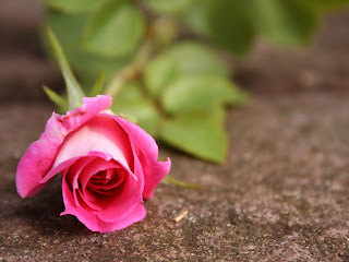 Beautiful Pink Rose For You