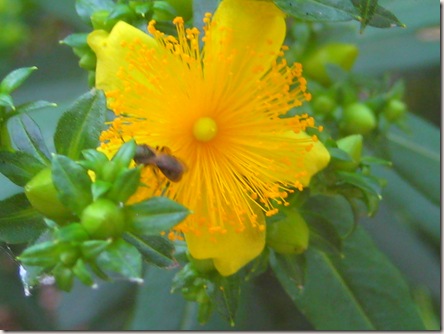 macro of yellow flower with flying ant on it