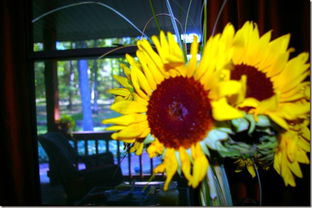 large head sunflowers looking onto the porch